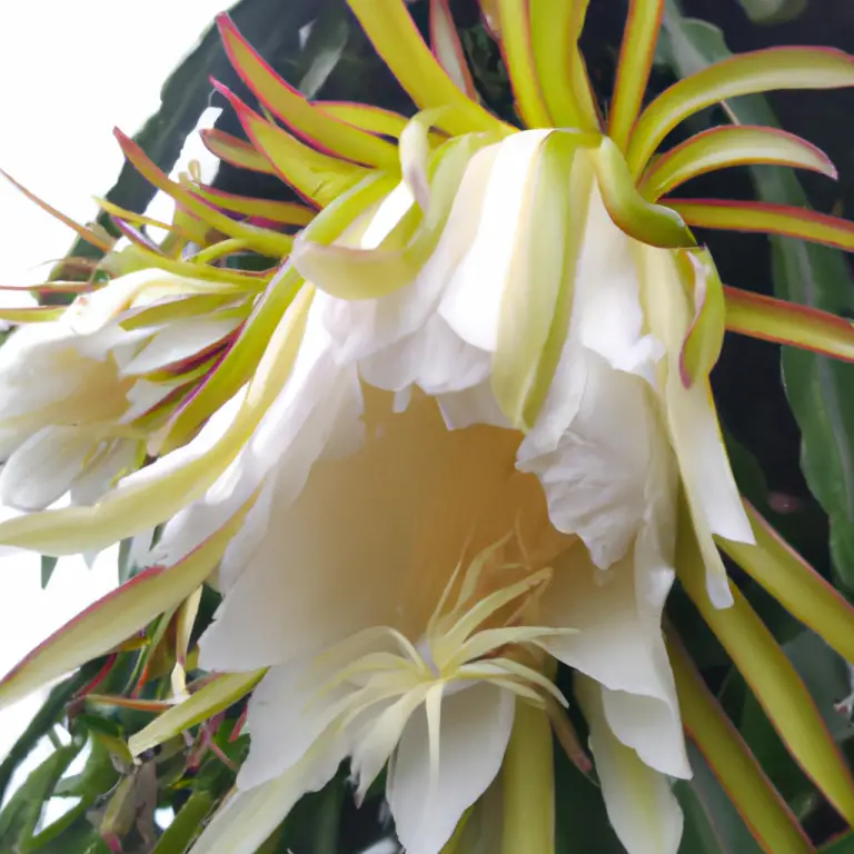 Nature’s Artistry: Witness The Breathtaking Beauty Of Dragon Fruit Flowers In Bloom!