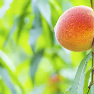 Grow Juicy Peaches: Belle Of Georgia Tree Tips!