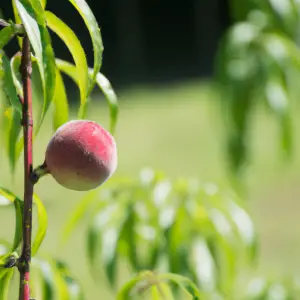 Self-Pollinating Wonders: Secrets Of Peach Trees!