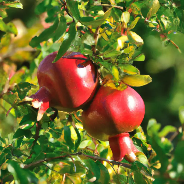 How To Prune Pomegranate Trees: Mastering The Art Of Tree Trimming!