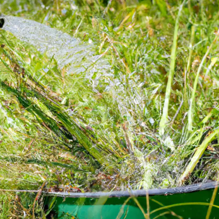 Watering Woes: Can You Drown Your Grass Seed With Too Much Water?