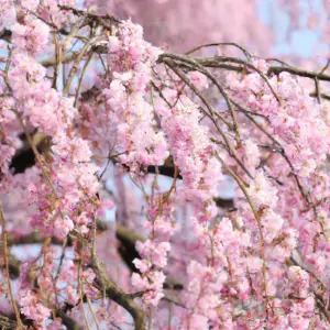Miniature Weeping Cherry Tree: Captivating Beauty In A Petite Package!