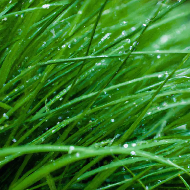 Wet Grass Cutting Hacks: Are You Doing It Right?